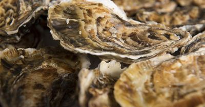 Thousands of oysters reintroduced into Scottish river 'settling in well'