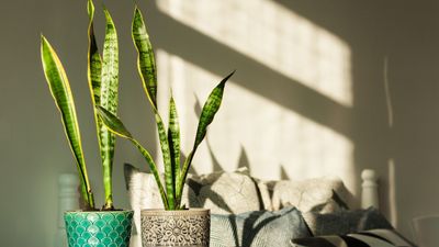 How Often Should I Fertilize My Snake Plant? Avoid Over-Fertilizing By Following These Rules