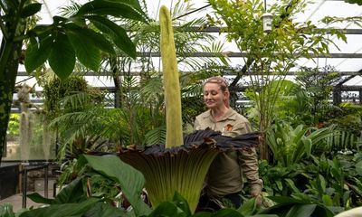 ‘I can hear dry-retching from inside’: queuing for hours to smell Geelong’s corpse plant