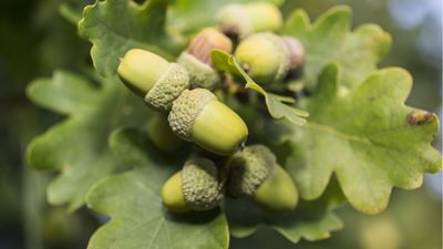 I'm growing an oak tree from an acorn and it's much easier than you might think – here's how you can do it too