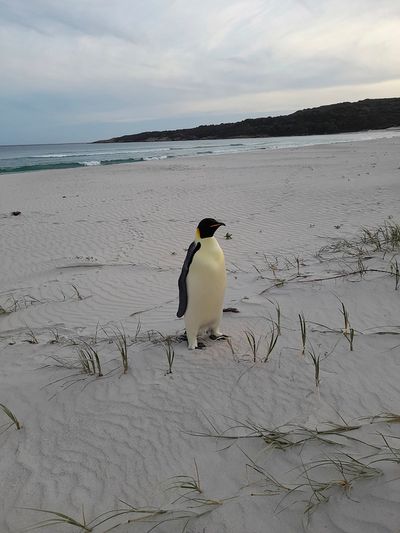 Lost emperor penguin found waddling up Australian beach thousands of miles from home