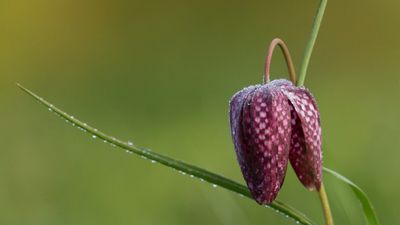 Plant snake's head fritillaries now to transform your spring garden – for unusual, checkerboard flowers next year