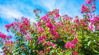 How to Winterize Crape Myrtle — 4 Things You Should Do Right Now to Protect These Gorgeous Blooms From Frost