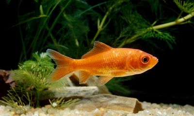 The pet I’ll never forget: Caesar the goldfish, who meant as much to me as any dog