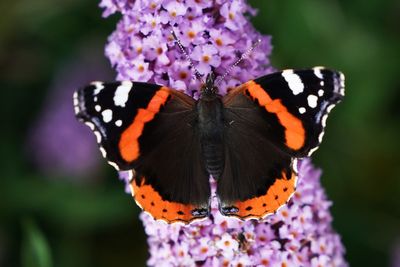 10 new butterfly species in Scotland thanks to climate change – study