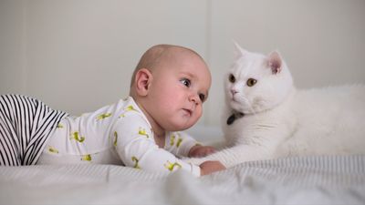 Cats could be learning words faster than human babies, study suggests
