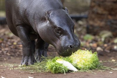 Gorillas and a pygmy hippo enjoy fruit and veg to mark London market anniversary