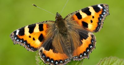 Ten new butterfly species discovered in Scotland due to climate change