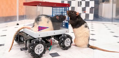 I’m a neuroscientist who taught rats to drive − their joy suggests how anticipating fun can enrich human life