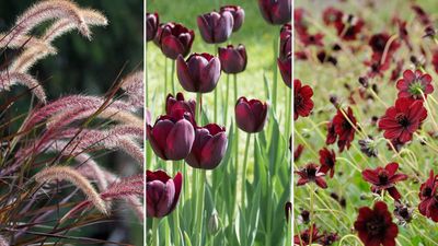 Best burgundy flowers and plants – 5 statement choices and how to care for them