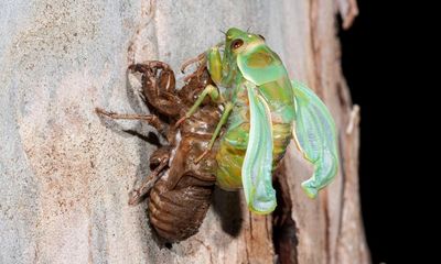 All the buzz: chorus of ‘deafening’ cicadas to soundtrack Australian summer