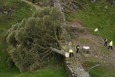 One of the Sycamore Gap defendants too ill for court