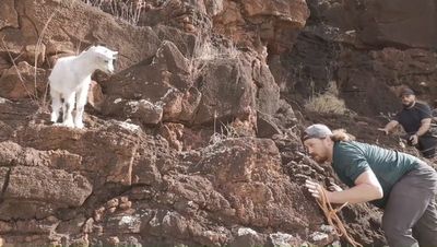 Baby goat trapped on cliff for days rescued by good samaritans