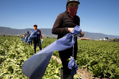 ‘Mass deportations would disrupt the food chain’: Californians warn of ripple effect of Trump threat