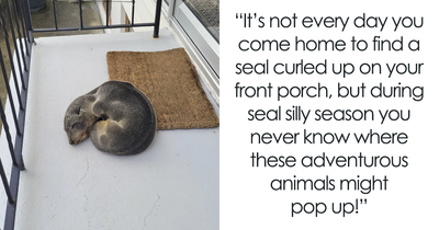 Baby Fur Seal Ventures Inland And Falls Asleep Outside Family’s Door, Goes Viral Once Discovered