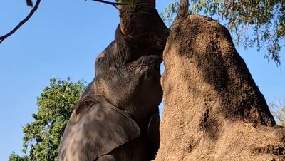 Elephant towers on hind legs over tourists to eat from branches above camp