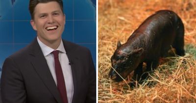 'Fugly': American comedian takes aim at Scottish newborn pygmy hippo Haggis