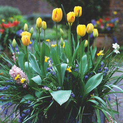 How to plant tulips in pots – the best ways to plant tulip bulbs in containers for dazzling spring displays