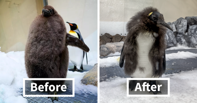 Pesto, The Viral Penguin, Is About To Lose All His Fluff And Become A Full-Fledged King Penguin