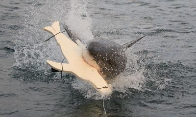 LED lights on underside of surfboards may deter great white shark attacks