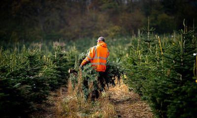 A tree is for life, not just for Christmas