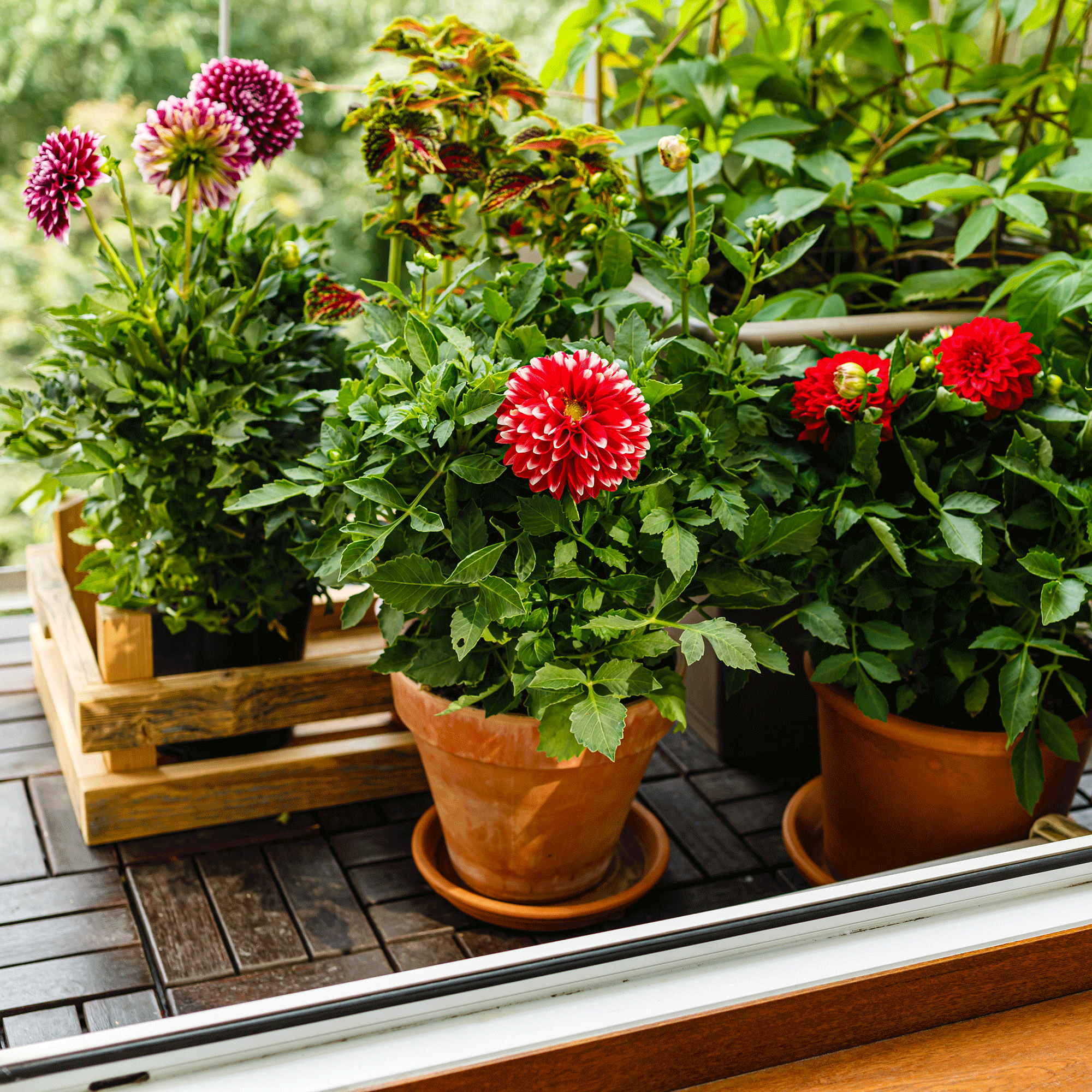 Can you leave dahlias in pots over winter? You can, but only if you follow these 4 expert-approved tips