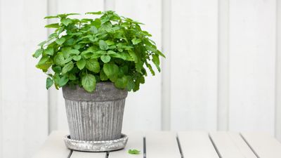 Can you grow lemon balm indoors? Key growing conditions to get right for flourishing plants