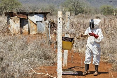 Bees Help Tackle Elephant-human Conflict In Kenya