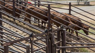 Government worker charged over cattle deaths