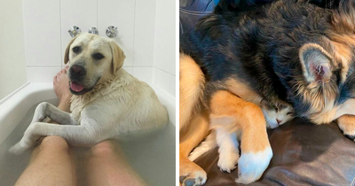 50 Hilarious Pets Who Don’t Quite Understand The Concept Of Boundaries (New Pics)