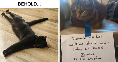 50 Memes That Cat Owners Might Find Relatable