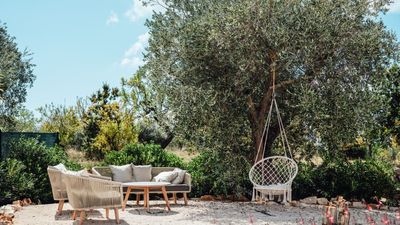 How to Protect an Olive Tree During Winter — Guaranteed Methods to Save These Beautiful Trees From the Frost