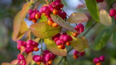 How to grow spindle trees – for a vibrant, colorful fruit display in the fall