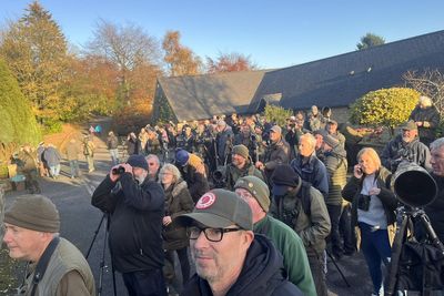 Scarlet Tanager: Crowds flock to quiet Yorkshire street after rare bird blown off course by hurricane