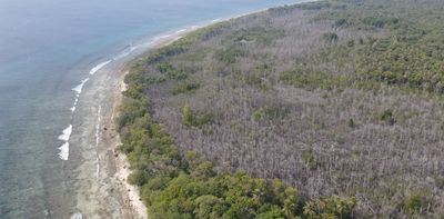 Mangroves in the Maldives have been drowning as sea level rises – new study