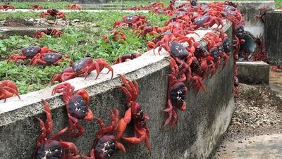 Millions of red crabs take over Australian island in annual spectacle