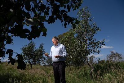 ‘It’s gang-gang country’: the landholders restoring farmland to forest in the Victorian alps