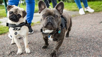 Vets in the Netherlands urge people to stop the illegal breeding of flat-faced dog breeds in the country