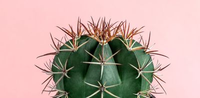 Cacti are surprisingly fragile – and five other intriguing facts about these spiky wonders