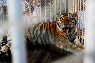 Louisiana governor criticized over live tiger show at university football game