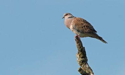 Wild bird numbers continue ‘alarming’ decline in UK, Defra figures show