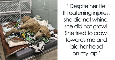 Couple Rescue Injured And Abandoned Dog, Use Their Wedding Fund To Save Her Life