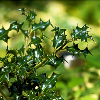 When to prune holly bushes for fabulously festive foliage all year round