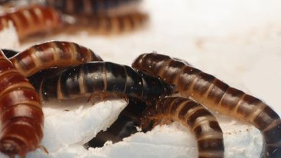 Plastic-eating mealworms native to Africa discovered