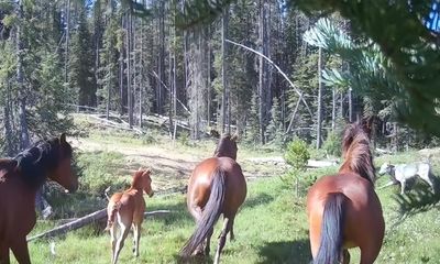 Watch: Wild stallion fiercely protects foal from wolves