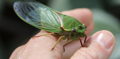 Prime time for cicadas: what a once-in-1,547-year bug population surge tells us about the nature of reality