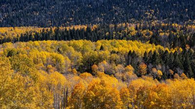 Pando, the world's largest organism, may have been growing nonstop since the 1st humans left Africa, study suggests