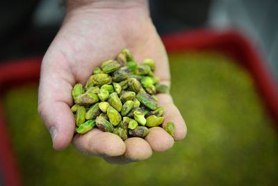 Pistachios are a lucrative crop in CA