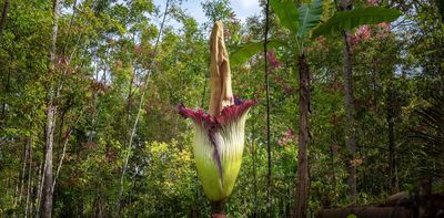 Corpse flowers and flesh flies: why so many plants and fungi stink like death warmed up