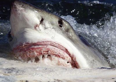 Shark attacks can be deterred by new LED light system, scientists say